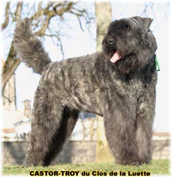bouvier des flandres du clos de la luette - copyright d&eacute;pos&eacute;